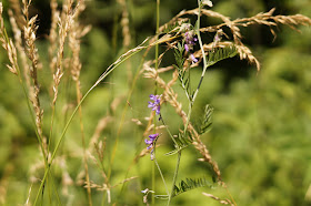 Norfolk countryside in July