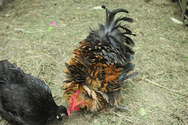 Cochin cross Frizzled Rooster Cockerel