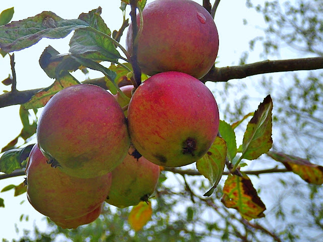 Apple tree grown from a pip