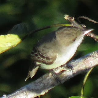 Swainson's Flycatcher