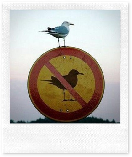 prohibido pajaros