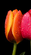 Free Download Spring Flower 2013 iPhone 5 HD Wallpapers (spring flowers free iphone hd wallpapers )