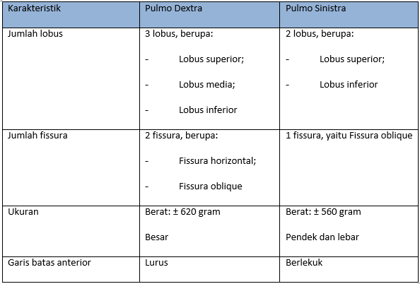 Perbedaan Paru Kanan dan Paru Kiri