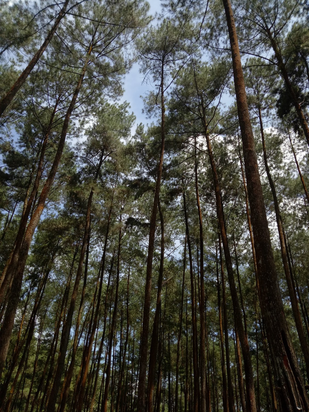  Hutan  Pinus  Pagedongan Tebing Tampomas Banjarnegara 