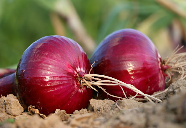 10 Cara Top ​​​​​​​Budidaya Bawang Merah Hasil Melimpah