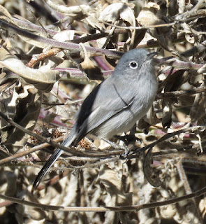 Black-tailed Gnatcatcher