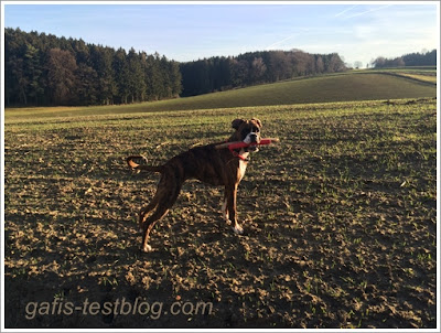 Boxer Amy am zweiten Weihnachtsfeiertag