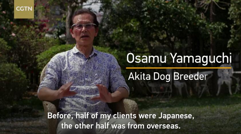 海外メディア 日本の秋田犬が外国人の間で人気に 海外の反応 かいこれ 海外の反応 コレクション