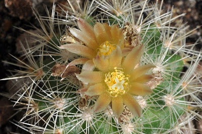 Acharagma roseana flower with pale yellowish tepals with brownish pink midveins