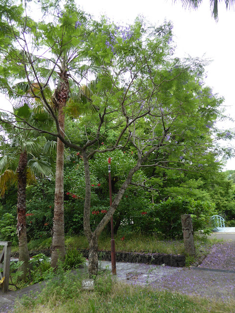 花博記念公園鶴見緑地のジャカランダ