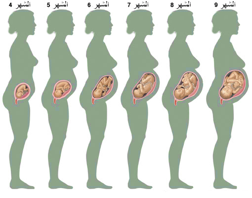مراحل نمو الجنين خلال 9 شهور بيتي بيديا
