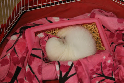 frettinäyttely+wcwfs+ferret+show