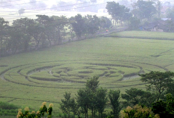 The appearance of crop circles in Sleman, Yogyakarta, has fascinated 