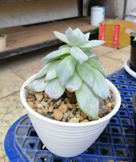 Etiolated succulent