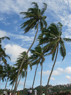 Coconut trees in Kerala