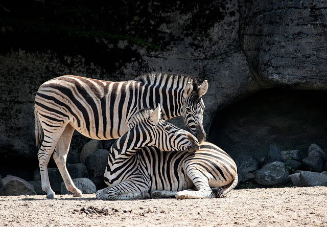 Zebra Animal Facts & Information