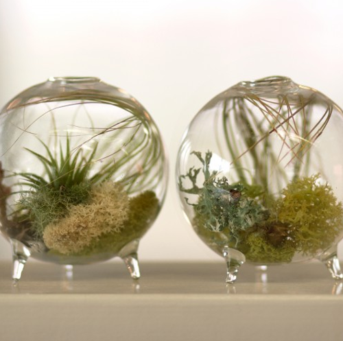 unique_hostess_gift_2011_aerium_plant