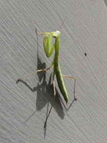 praying mantis