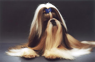 Shih Tzu Grooming Style Photos