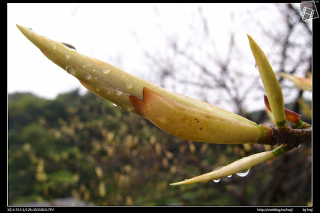 2013-04-12 基隆二日遊(1)侯硐貓村-願景館-下雨天貓都回家睡覺了_好有特色的植物，不知道是甚麼？                                           