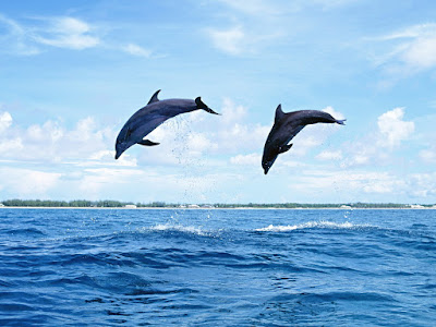 fotos de delfines en el mar