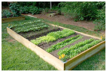 Raised Bed Garden