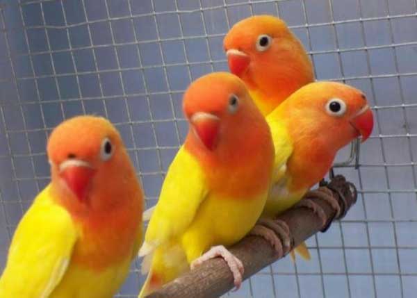 12 Aneka Jenis Burung Lovebird Dan Harga Pasarannya