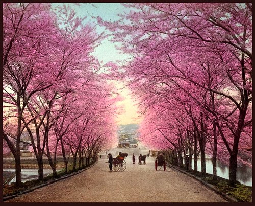 Japanese Cherry Blossom Garden Wallpaperhttp 