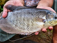 7 Cara Membudidayakan Ikan Mujair Dalam Kolam Terpal