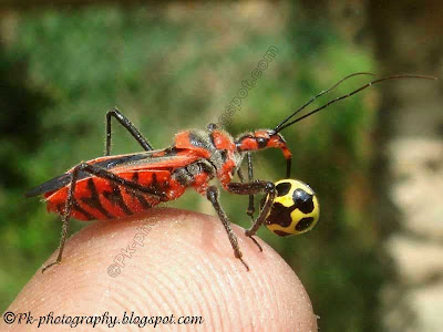 Assassin Bug Picture