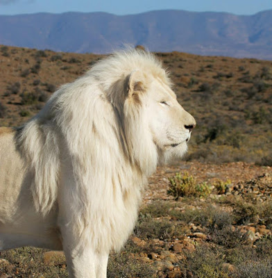 león blanco (Panthera leo krugeri).