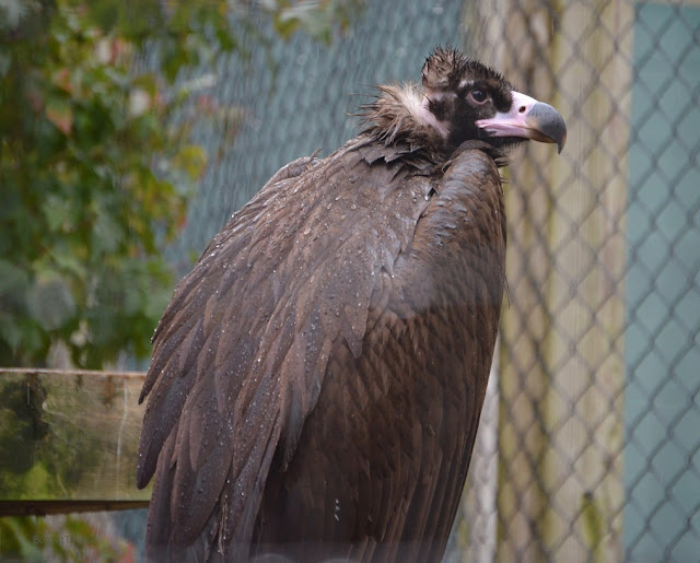 cinereous vulture