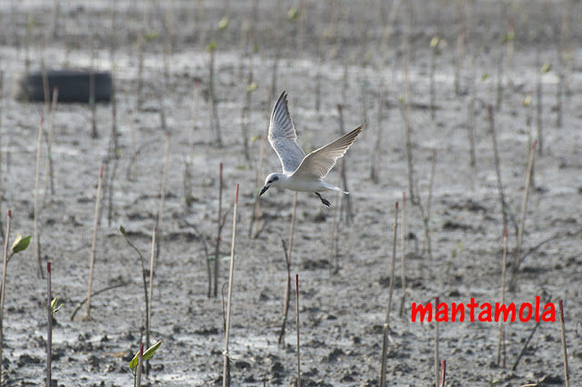 Whiskered Tern (Chlidonias hybridus)