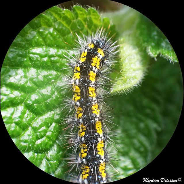 chenille écaille marbrée