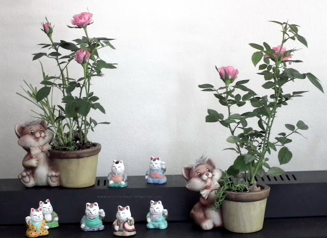 Cats and mini-roses