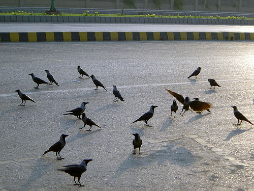 crow ,bird,animalia,chordata,aves,passeriformes,corvidae,corvus