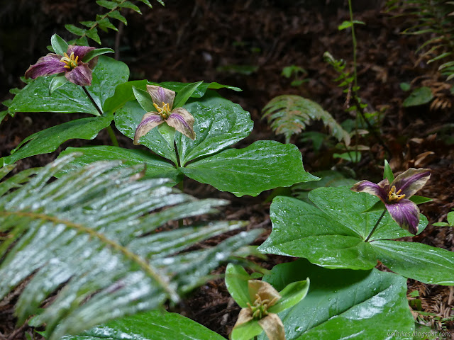 wilting trillium flowers