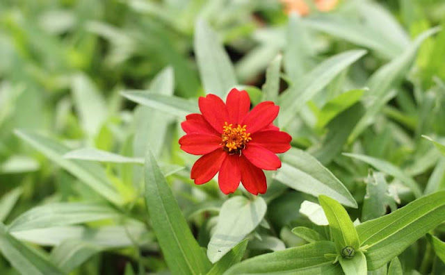 Narrow-Leaf Zinnia Flowers