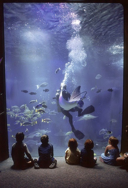 Maui Ocean Center - The Hawaiian Aquarium in Wailuku