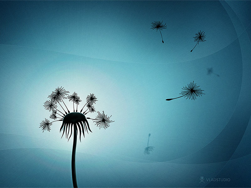 BLOWING DANDELION DRAWING