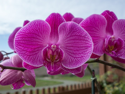 fotos de orquideas purpuras