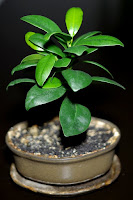 ficus ginseng przycinanie