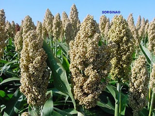 Cultivo de Sorgo Blanco