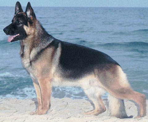 German Shepherd