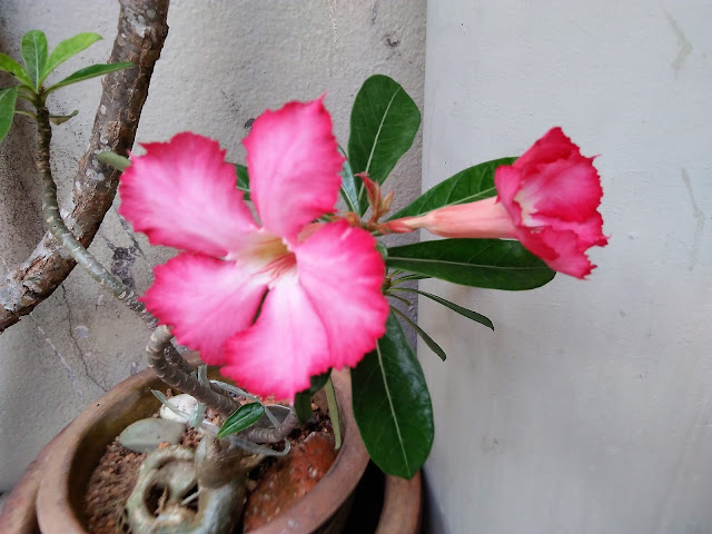 kemboja bonsai