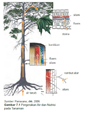 Pergerakan air dan nutrisi pada tanaman
