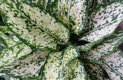 Aglaonema First Diamond care