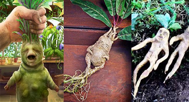 Mandrake, Tumbuhan Aneh yang Wujudnya Mirip Manusia