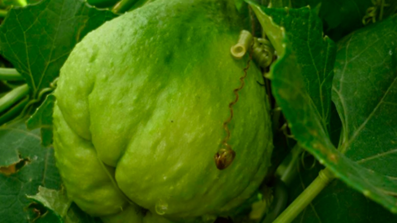 Estudiantes de la UNAM crean un "chayote" que ayuda a combatir el cáncer.