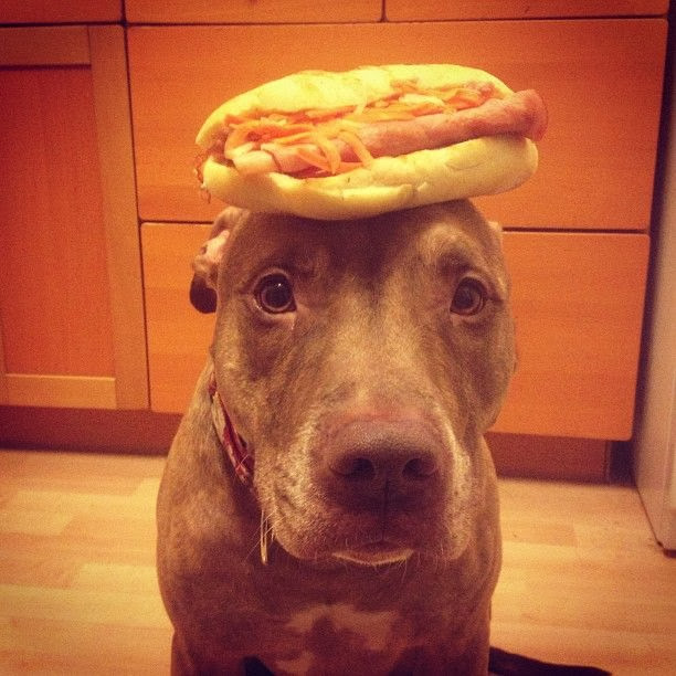 Scout the pit bull balances stuff on his head (30 pics), stuff on Scout's head, scout with hamburger on his head